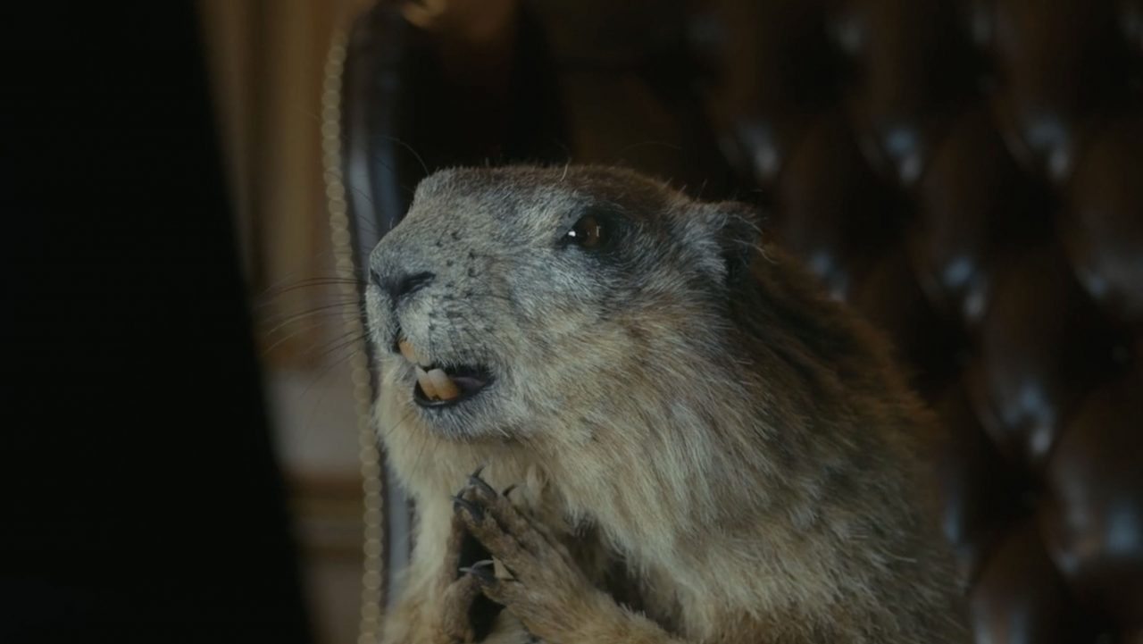 Murmeltier